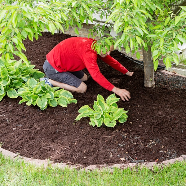 mulch installation after mulch installation, occasional raking may be necessary to help maintain its appearance and effectiveness